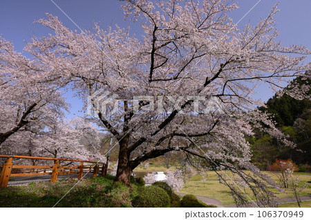 Tendo City, Yamagata Prefecture Somei Yoshino cherry trees on the hillside of Atago Marsh in Tendo Park on Mt. Maizuru, a famous place for cherry blossoms 106370949