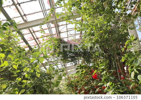 被指定為東山動植物園重要文化財產的溫室內 被指定為東山動植物園重要文化財產的溫室內 106371105