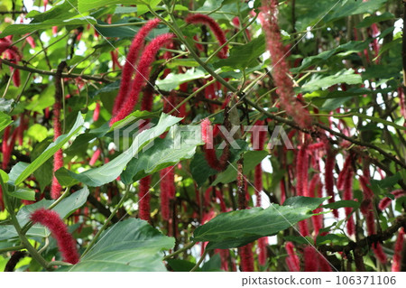 Inside a greenhouse designated as an important cultural property in the Higashiyama Zoo and Botanical Gardens 106371106