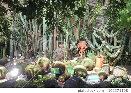 Inside a greenhouse designated as an important cultural property in the Higashiyama Zoo and Botanical Gardens 106371108