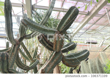 被指定為東山動植物園重要文化財產的溫室內 被指定為東山動植物園重要文化財產的溫室內 106371109