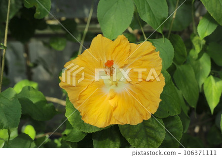 Inside a greenhouse designated as an important cultural property in the Higashiyama Zoo and Botanical Gardens 106371111