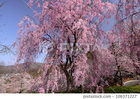 Tendo City, Yamagata Prefecture Benishidarezakura and Yoshino cherry blossoms near the summit of Mt. Maizuru in Tendo Park 106371227