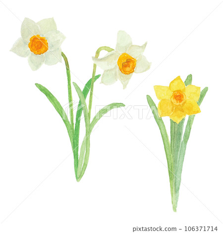 用水彩畫的水仙花 106371714