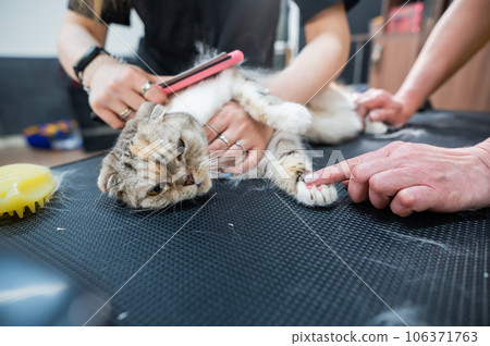 Women are combing a striped gray cat. Fast shedding service in the grooming salon. 106371763
