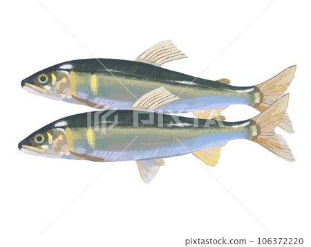 Ayu (2 fish) 106372220