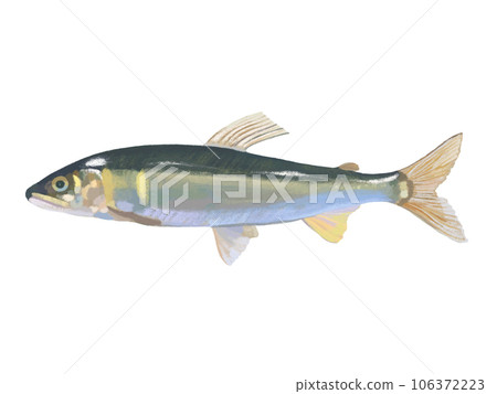 Sweetfish (1 fish) 106372223