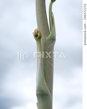 mangabe bud 106372232