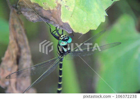 Oniyanma (demon dragonfly) / Hanging on a leaf and resting 106372238