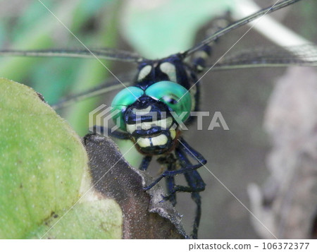Oniyanma (demon dragonfly) / front face 106372377