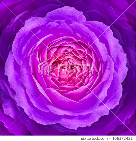 Flowers  purple  rose.  Floral  background.  Close-up. Nature. 106372421