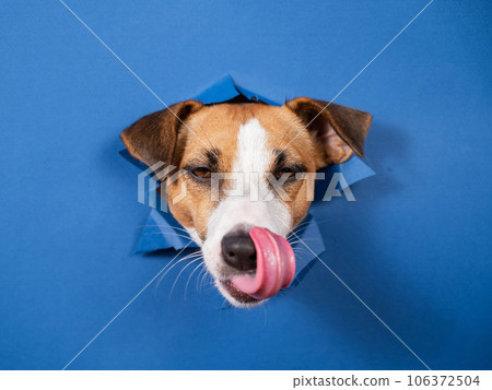 Funny dog jack russell terrier leans out of a hole in a paper blue background.  106372504