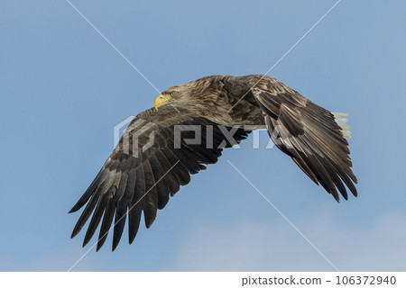 White-tailed Sea-eagle flapping its wings in flight. White-tailed Sea-eagle flapping its wings in flight. 106372940