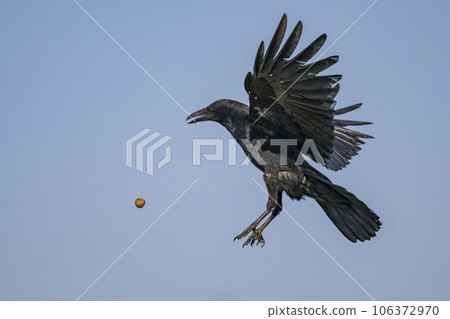 Carrion Crow dropping a nut in Niigata.  106372970