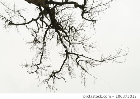 dead tree or Dry tree branches isolate on white background dead tree or Dry tree branches isolate on white background 106373012