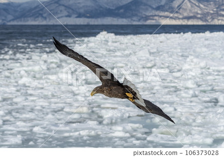 A White-tailed Eagle arrives on the frozen Shiretoko coast. A White-tailed Eagle arrives on the frozen Shiretoko coast. 106373028