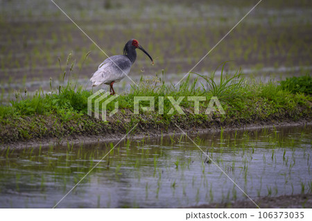 A wild Crested Ibis living freely alongside a rice field in the rain on Sado Island, Niigata, Japan 106373035