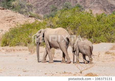 Two Desert Elephants in Namibia 106373131