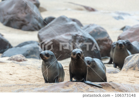 Seal colony at the Skeleton Coast Seal colony at the Skeleton Coast 106373148