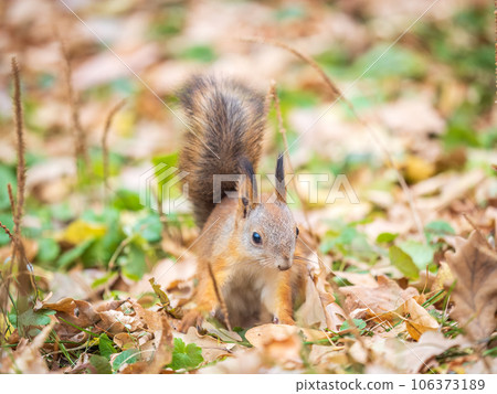 Autumn squirrel with nut sits on green grass with fallen yellow leaves 106373189