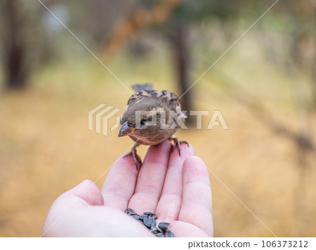 Sparrow eats seeds from a man's hand 106373212