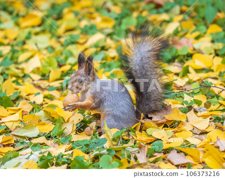 Autumn squirrel with nut sits on green grass with fallen yellow leaves 106373216