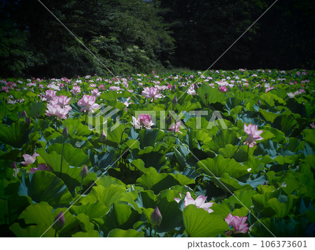 Lotus at Senshu Park, Akita City Lotus at Senshu Park, Akita City 106373601