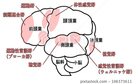 從側面看大腦的簡單圖解 106373611