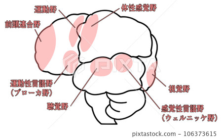 從側面看大腦的簡單圖解 從側面看大腦的簡單圖解 106373615