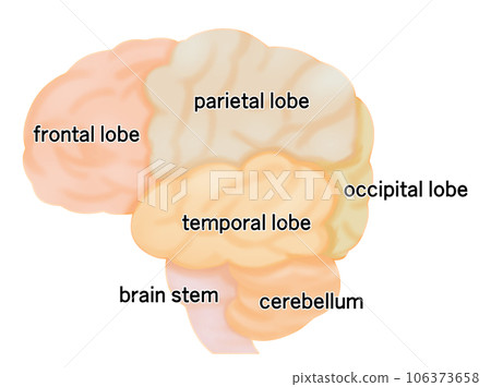 從側面看大腦的簡單圖解 從側面看大腦的簡單圖解 106373658