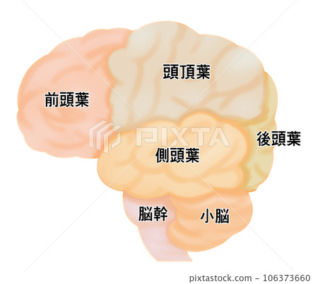 從側面看大腦的簡單圖解 從側面看大腦的簡單圖解 106373660