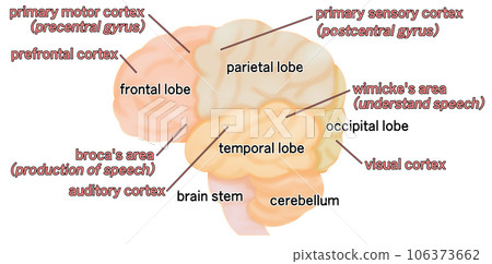 從側面看大腦的簡單圖解 106373662