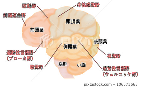 A simple illustration of the cerebrum seen from the side A simple illustration of the cerebrum seen from the side 106373665