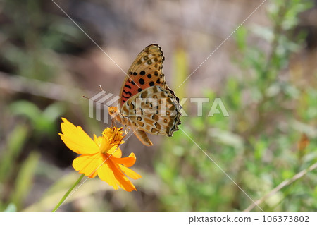 A male fritillary butterfly sucks nectar from a cosmos flower blooming in a summer garden. 106373802