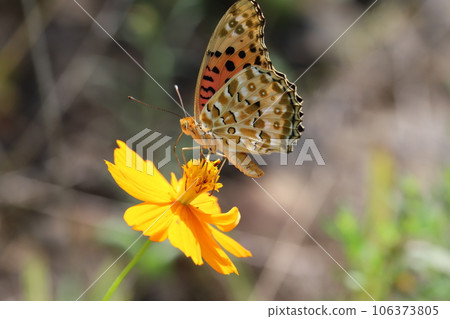 一隻雄性貝母蝴蝶從夏日花園中盛開的黃色波斯菊花中吸取花蜜 106373805