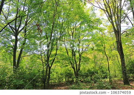 （國立阿爾卑斯安曇野公園堀根/穗高地區森林 106374059