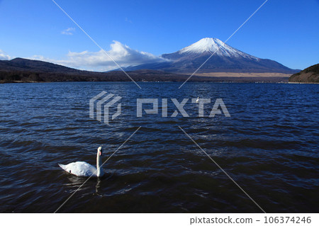 Swans and Mt. Fuji of Yamanakako Swans and Mt. Fuji of Yamanakako 106374246