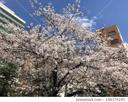 櫻花盛開 櫻花盛開 106374295