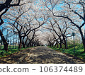 Road with cherry blossoms 106374489