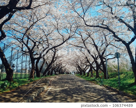 Road with cherry blossoms 106374489