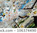 Cherry blossoms in full bloom and blue sky 106374490