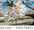 Scenery with cherry blossoms 106374491