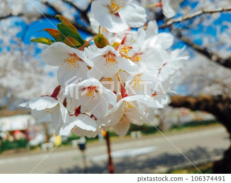 Scenery with cherry blossoms 106374491