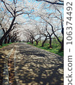 Scenery with cherry blossoms 106374492