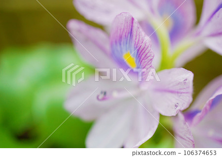 Water hyacinth flowers Water hyacinth flowers 106374653