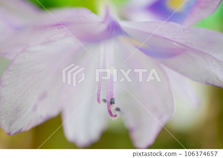 水葫蘆花 106374657