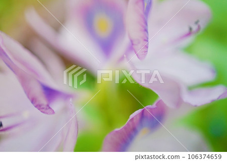 Water hyacinth flowers Water hyacinth flowers 106374659