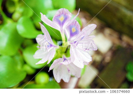 Water hyacinth flowers Water hyacinth flowers 106374660