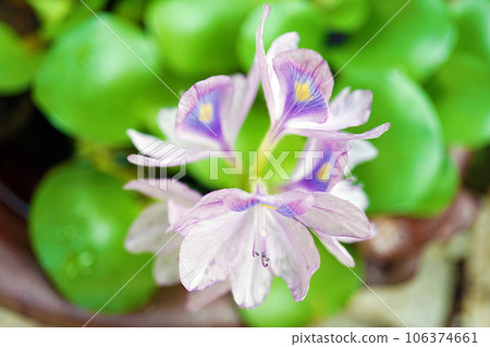 Water hyacinth flowers 106374661