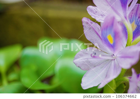 水葫蘆花 106374662